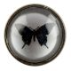 Butterfly Inside Glass And Metal Drawer Knob